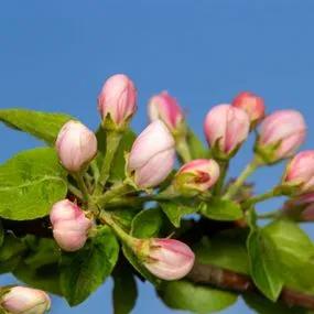 Apple tree Discovery (Malus Domestica) blossom bud Img 4